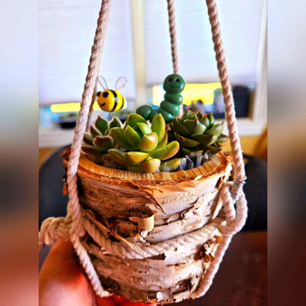 Planter, Succulents in birchwood